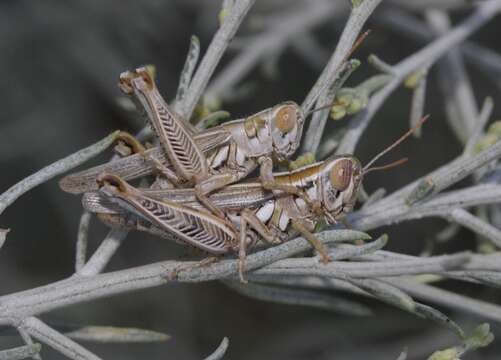 Image of Hesperotettix viridis viridis (Thomas & C. 1872)