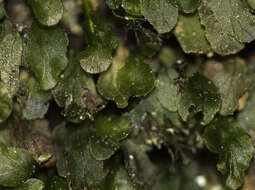 Image of Dwarf Filmy Fern