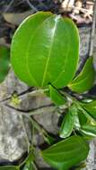 Image of Bathiorhamnus capuronii Callm., Phillipson & Buerki