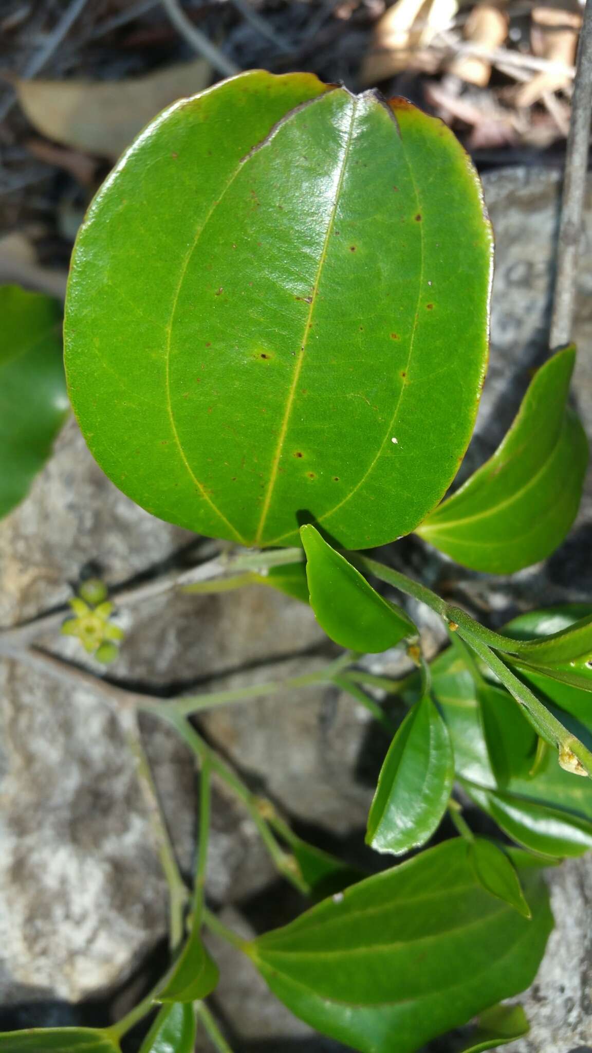 Image of Bathiorhamnus capuronii Callm., Phillipson & Buerki