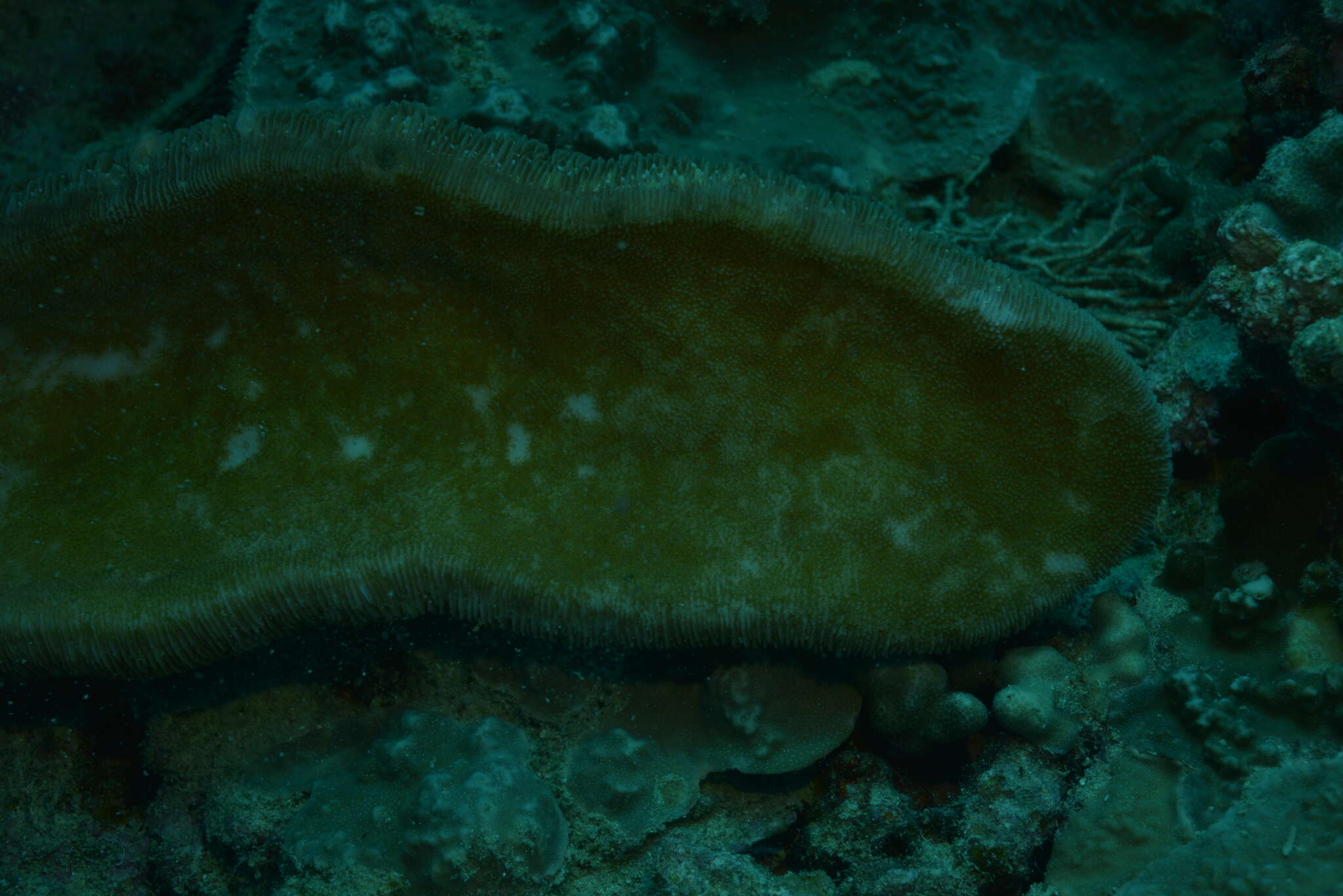 Image of Slipper coral