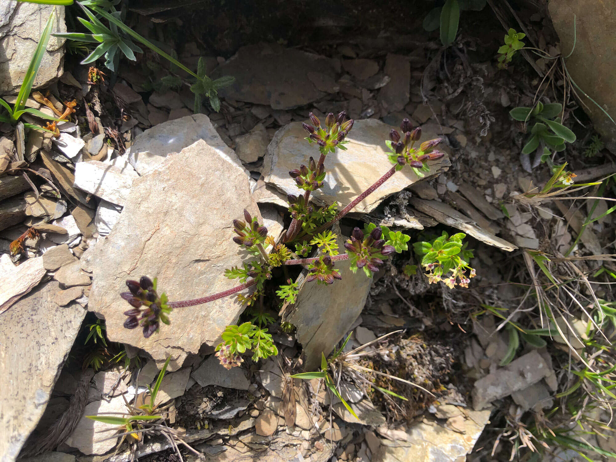 Image of Chaerophyllum taiwanianum (Masam.) K. F. Chung