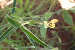 Image of Commelina africana var. karooica (C. B. Clarke) Govaerts