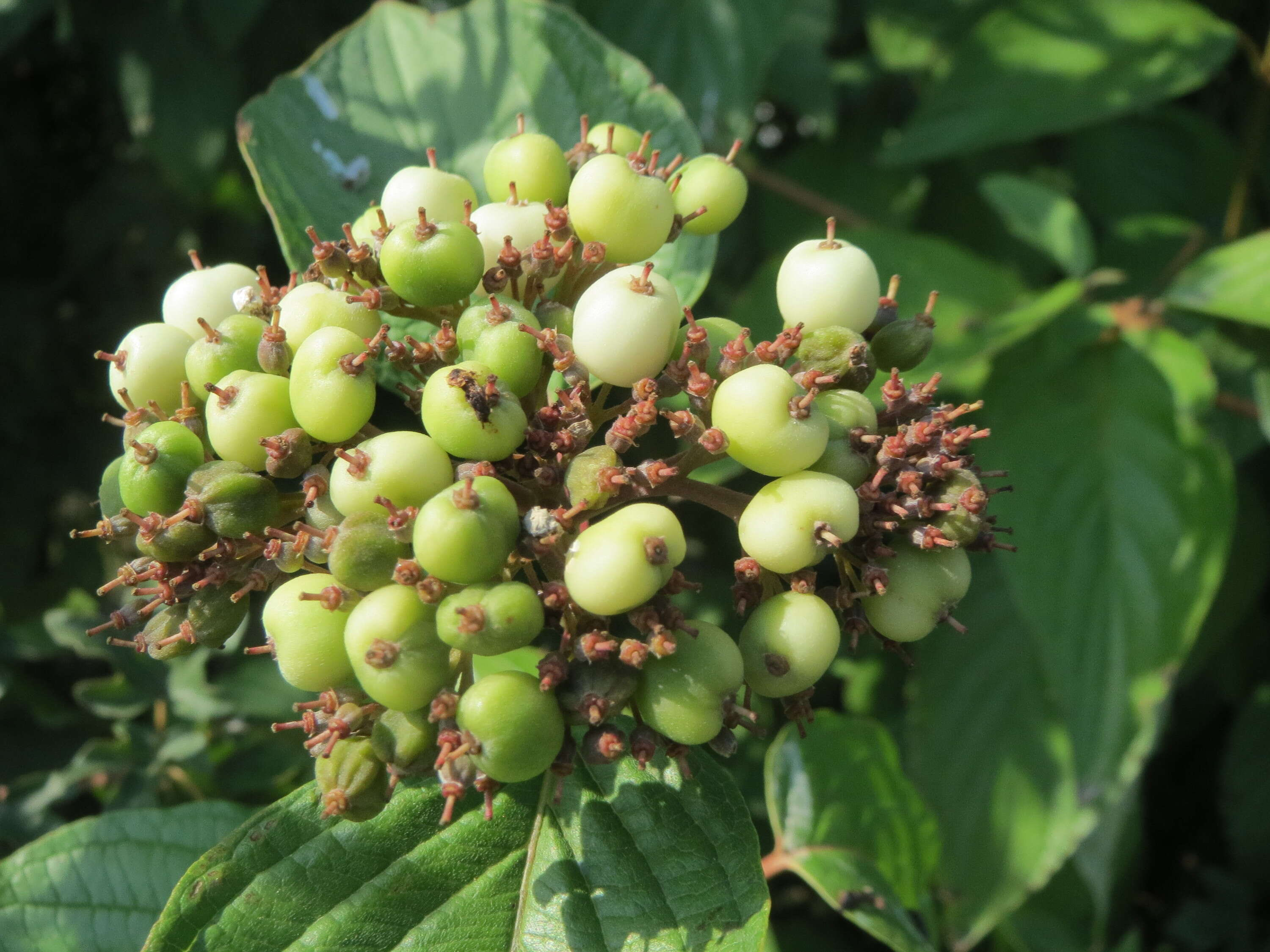 Image of Red-Barked Dogwood