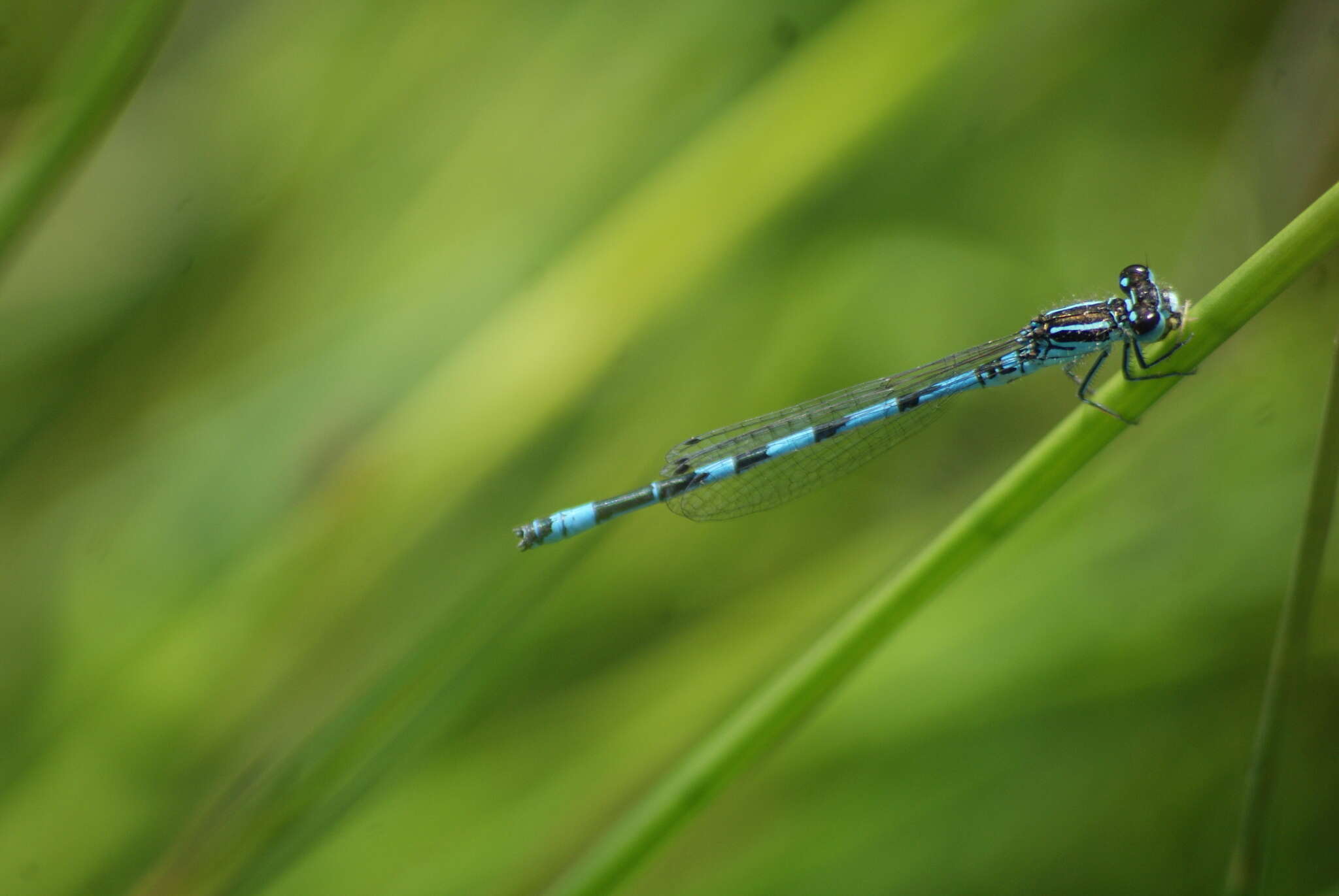 Image of Southern Damselfly