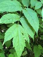 Image of Appalachian False Goat's-Beard