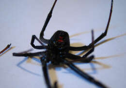 Image of Black widow spider