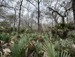 Image of Brazoria palmetto