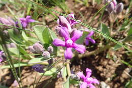 Image of Raphionacme hirsuta (E. Mey.)