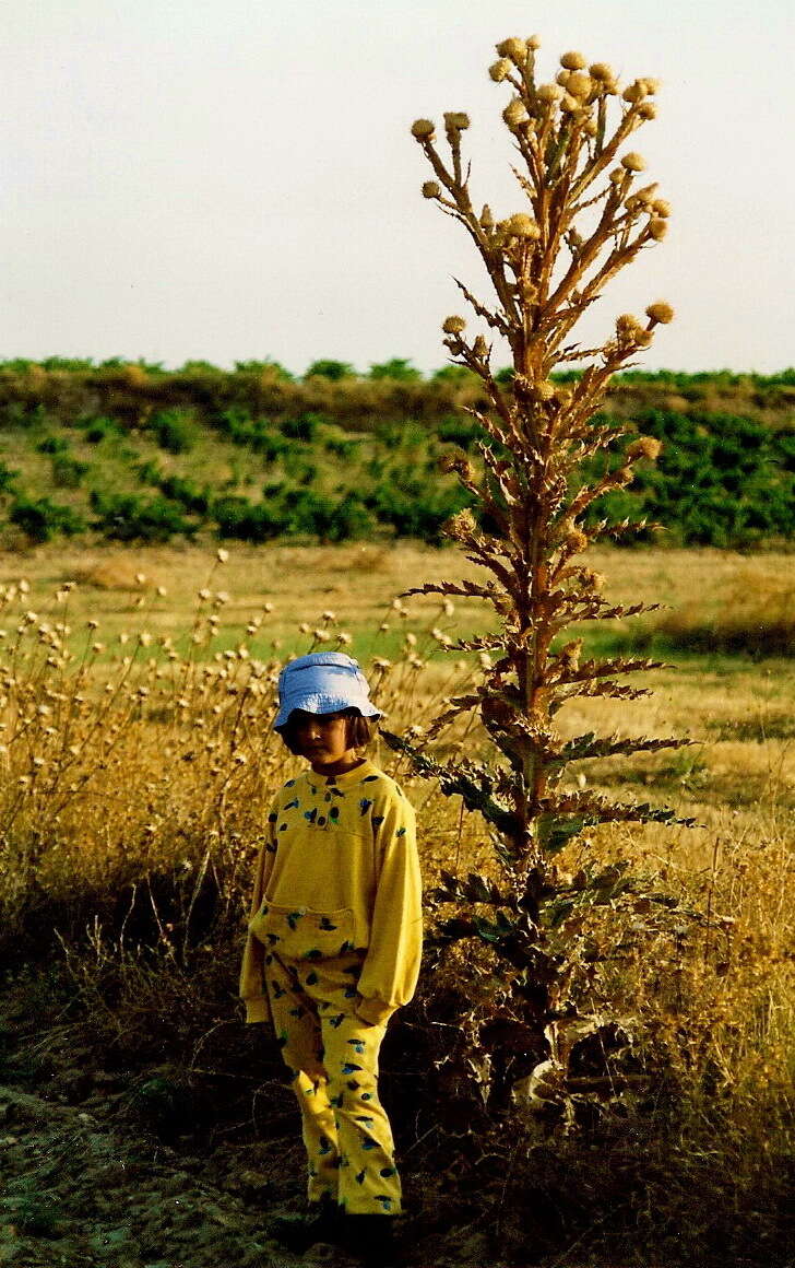 Image of Moor's Cotton Thistle