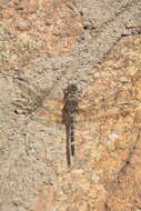 Image of Flecked Wall-skimmer