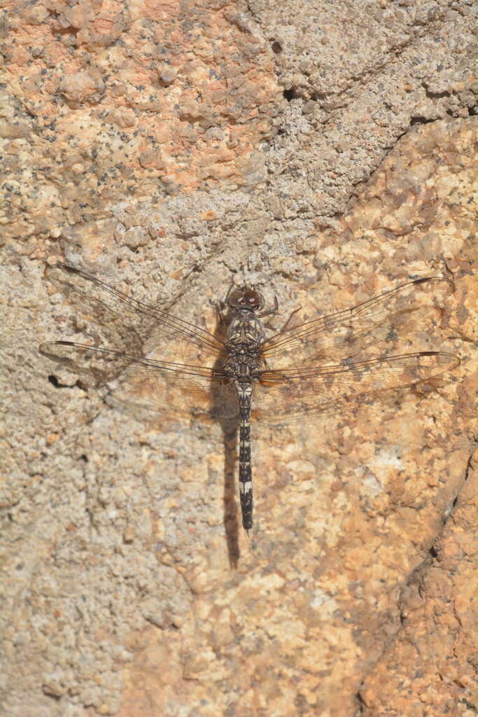 Image of Flecked Wall-skimmer