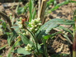 Image of Dock-Leaf Smartweed