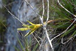 Image de Tillandsia fasciculata var. fasciculata