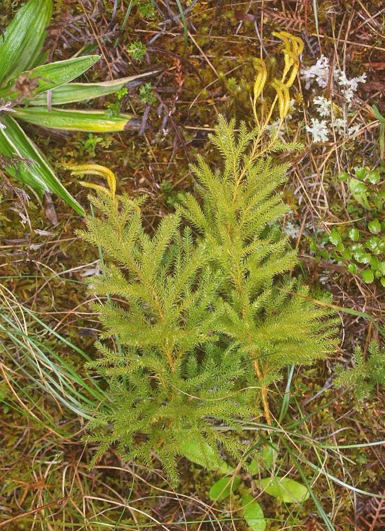 Imagem de Austrolycopodium fastigiatum (R. Br.) Holub