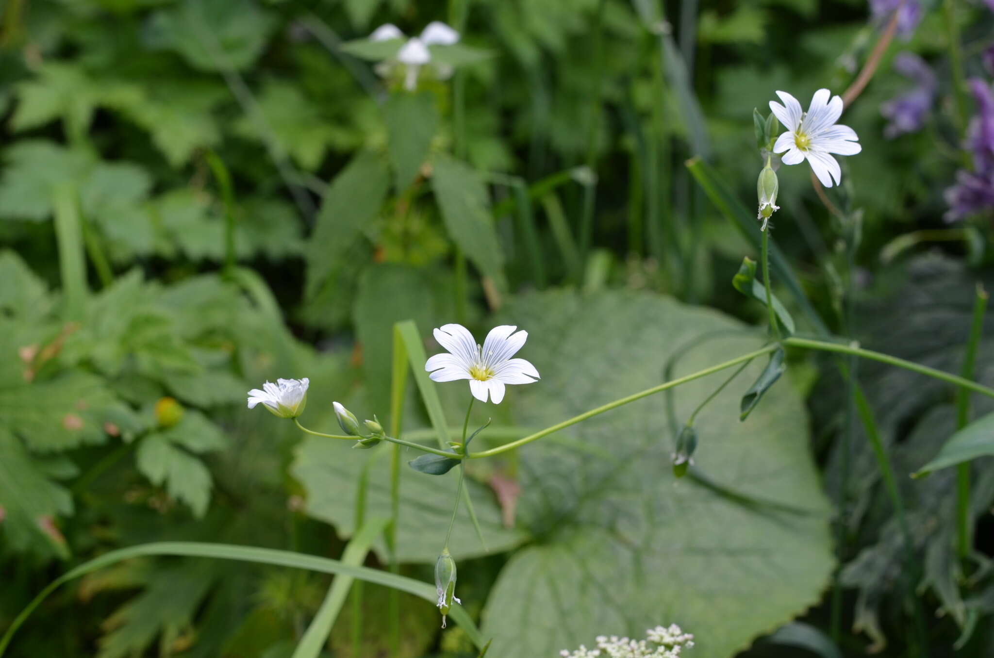 Image of Cerastium davuricum Fischer