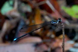 Image of Platysticta serendibica Bedjanic & van Tol 2016