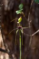 Image of Scott River spider orchid