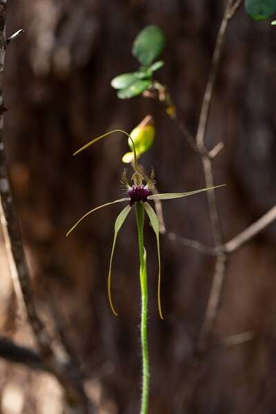 Image of Scott River spider orchid