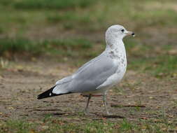 Image of Ring-billed Gull