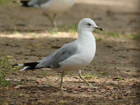 Image of Ring-billed Gull