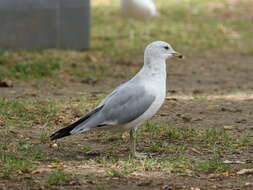 Image of Ring-billed Gull