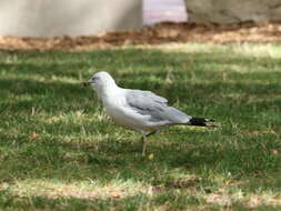 Image of Ring-billed Gull