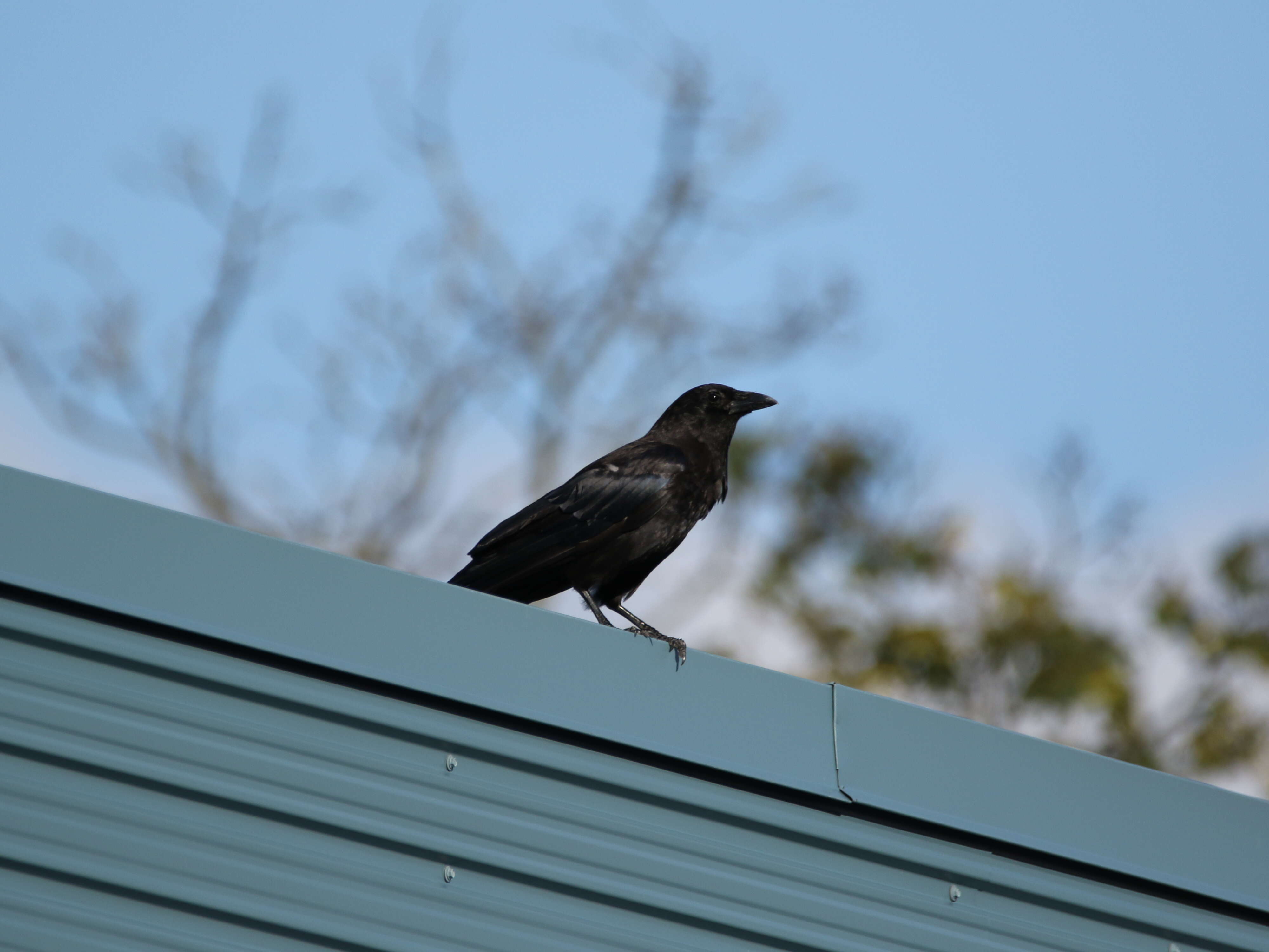 Image of American Crow