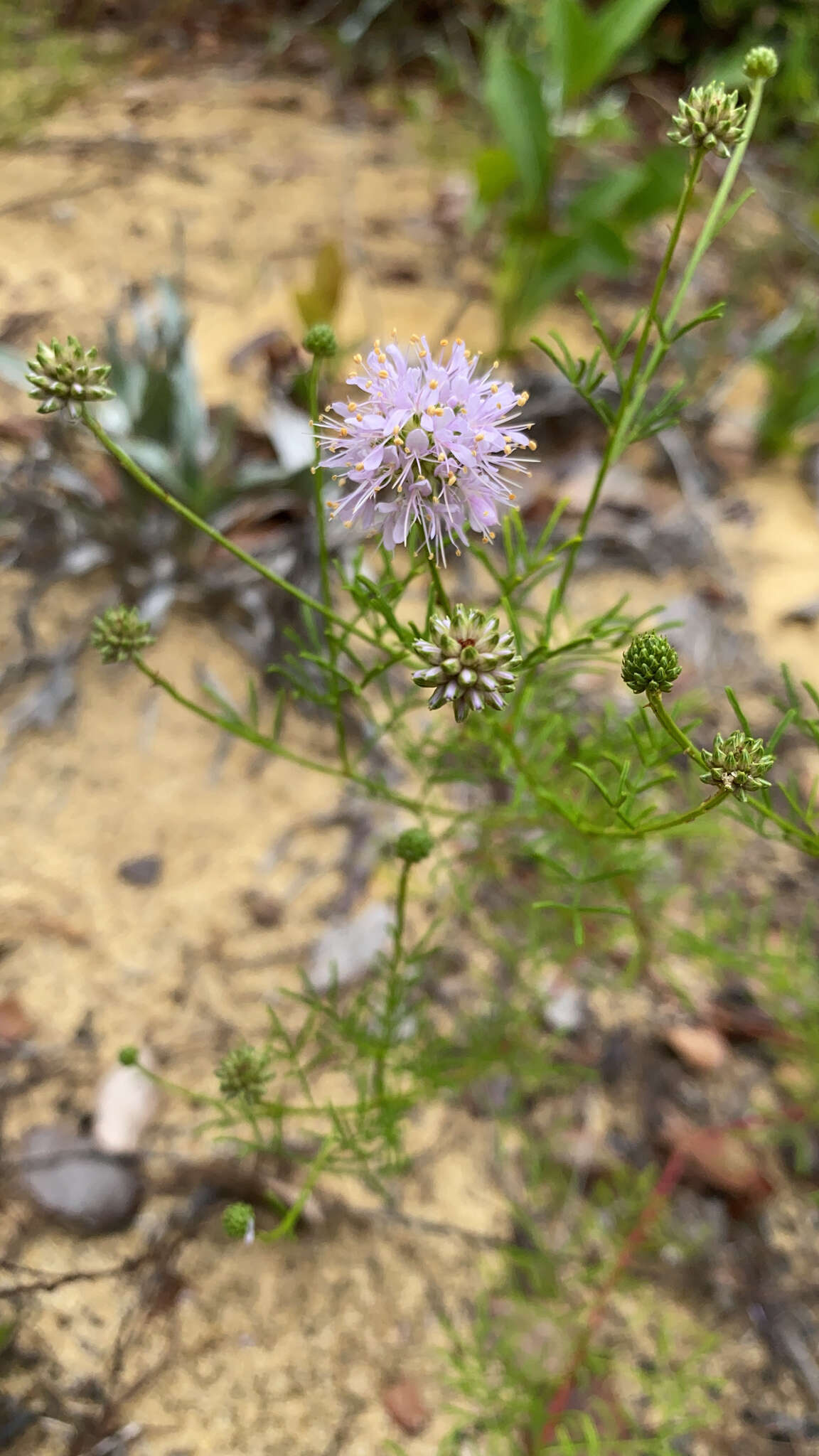 Image of Feay's prairie clover