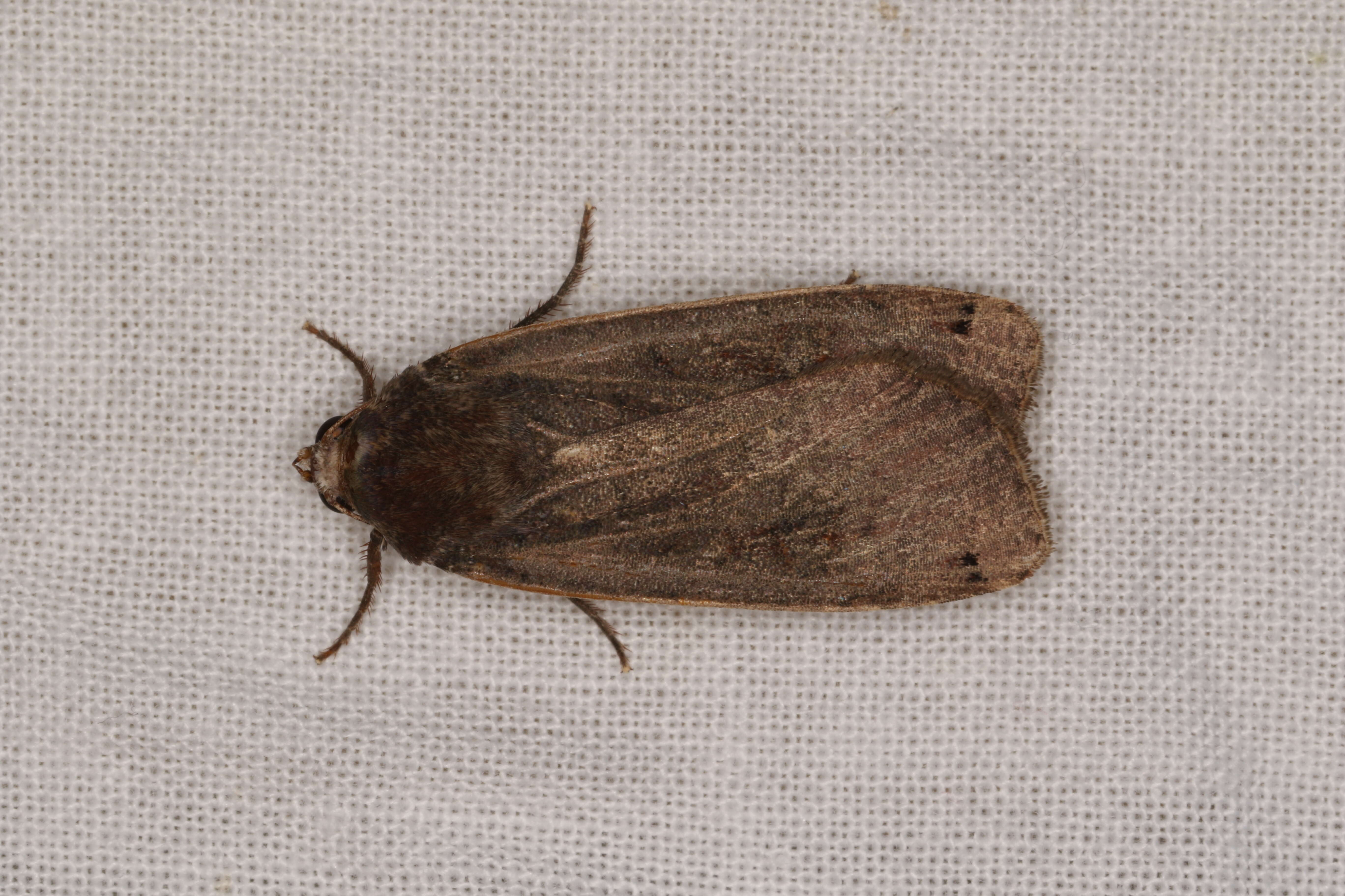 Image of Large Yellow Underwing