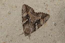 Image of Yellow-banded Underwing