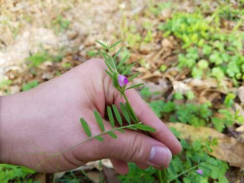 Imagem de Vicia sativa subsp. sativa