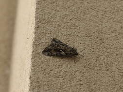 Image of Yellow-banded Underwing