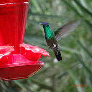 Image of Indigo-capped Hummingbird