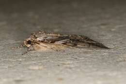 Image of Yellow-banded Underwing