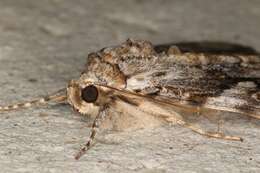 Image of Yellow-banded Underwing