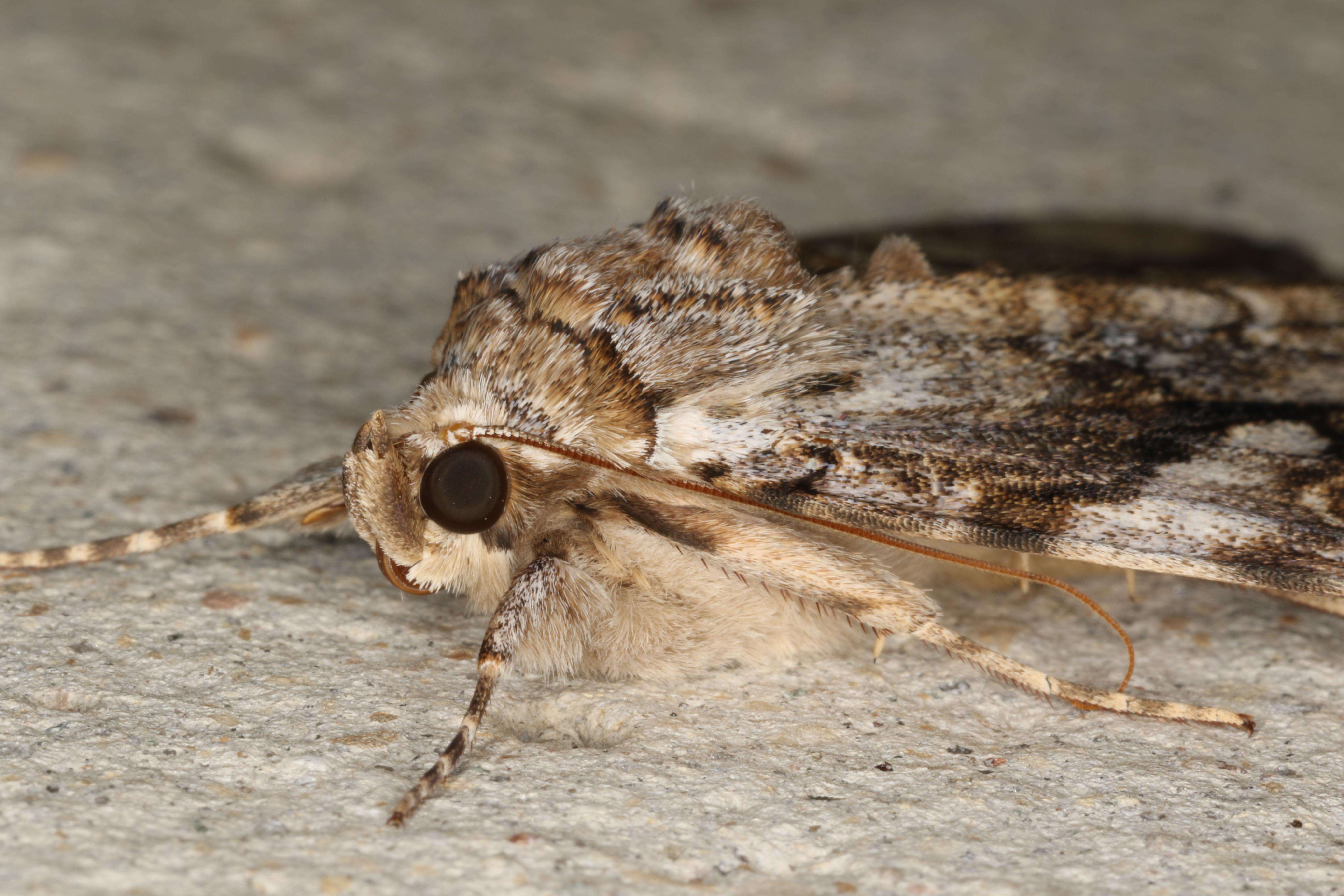 Image of Yellow-banded Underwing