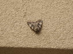 Image of Yellow-banded Underwing