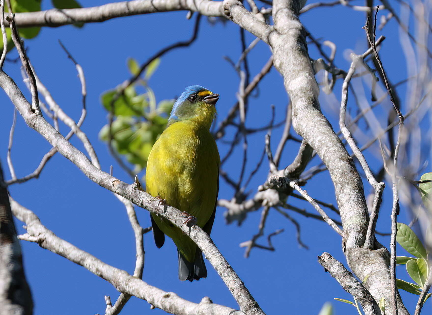 Chlorophonia musica (J. F. Gmelin 1789) resmi