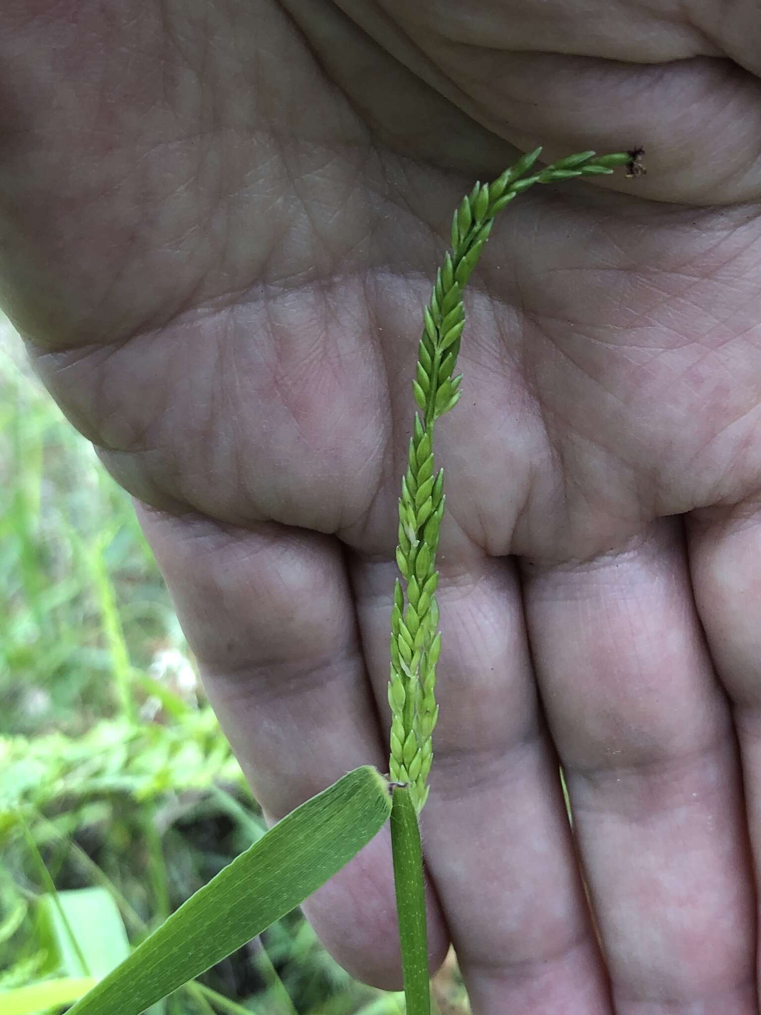 Image of Australian panicgrass