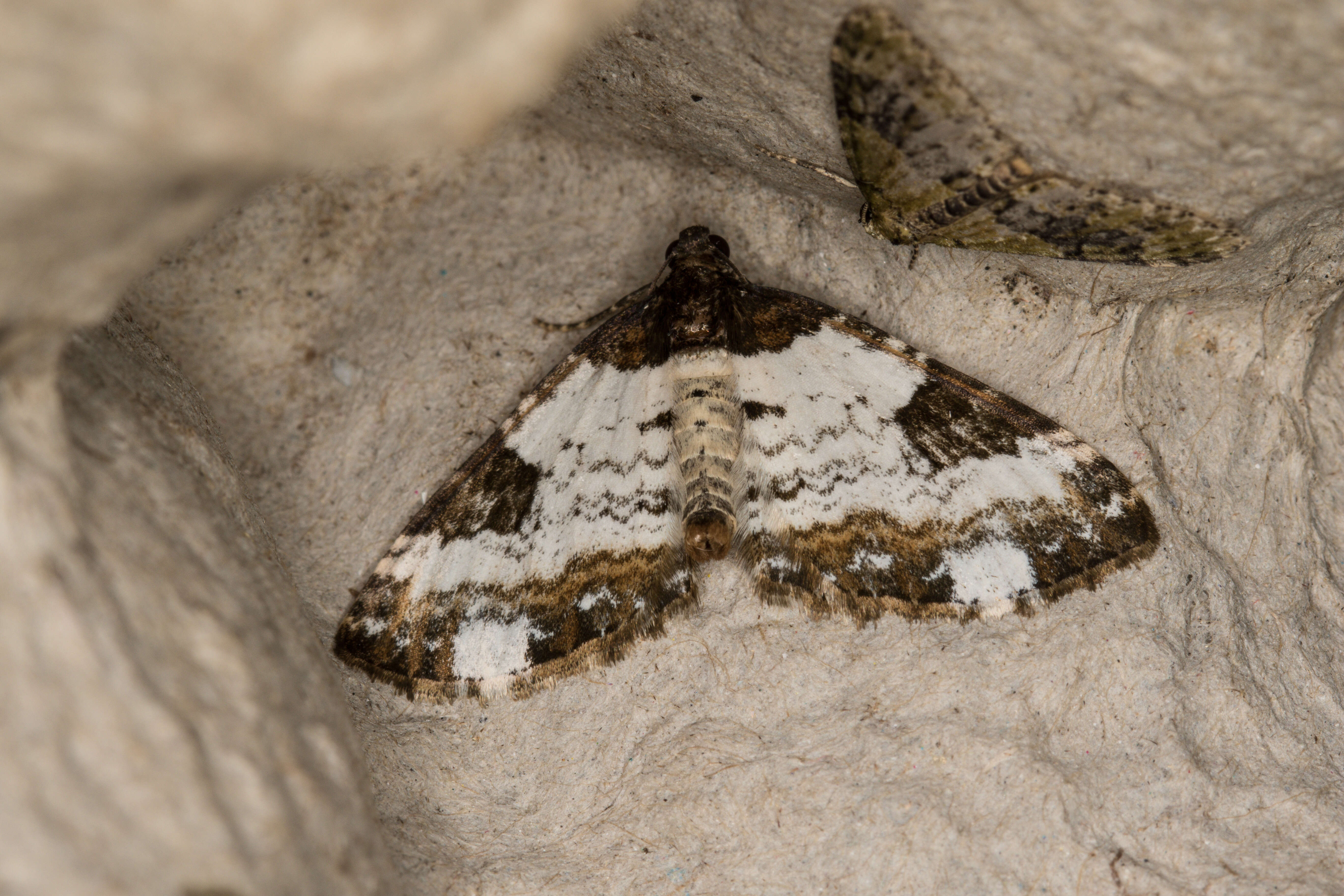 Image of yellow-barred brindle