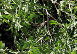 Image of Narrow-leaved mustard tree