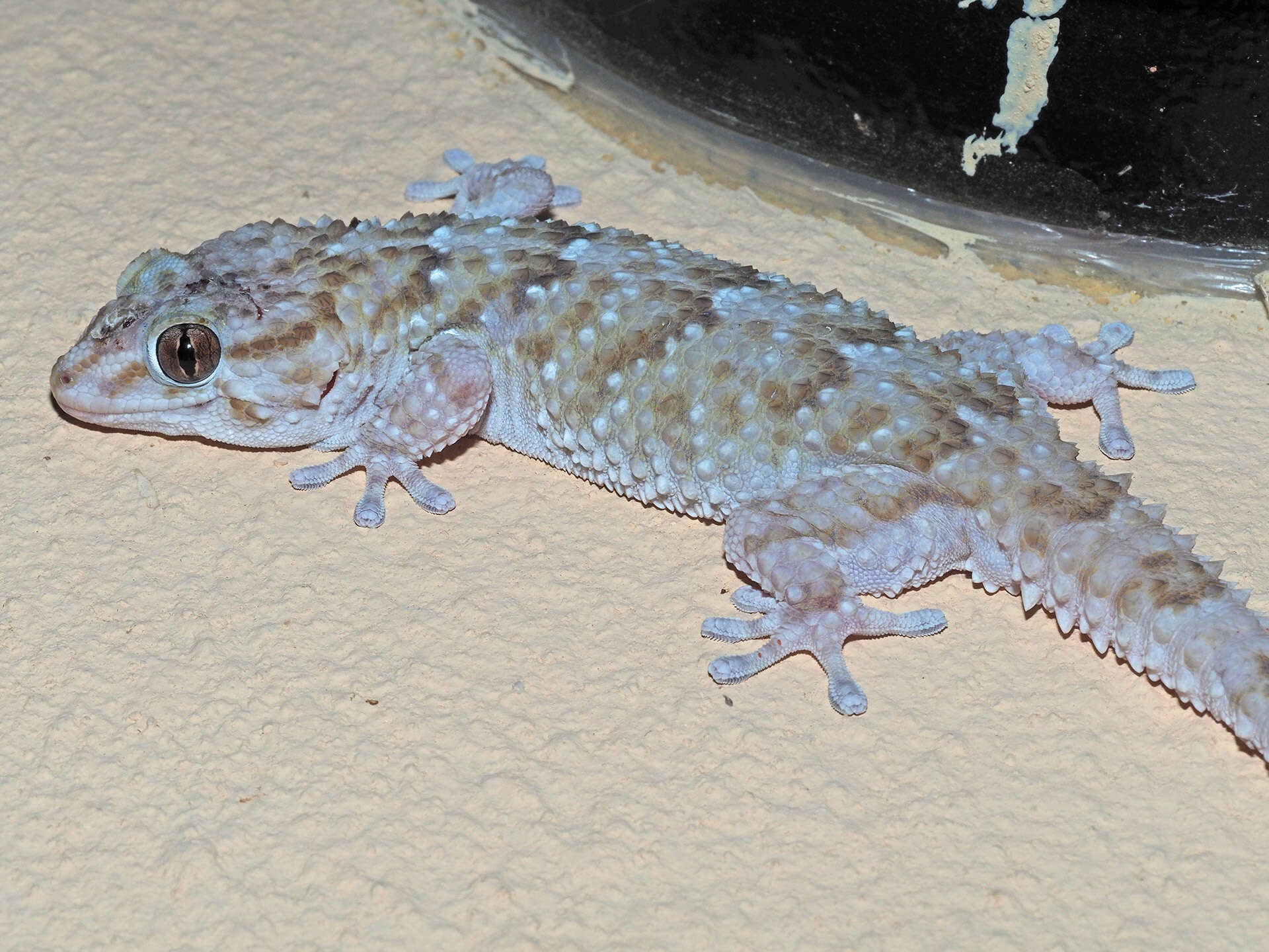 Слика од Chondrodactylus bibronii (Smith 1846)