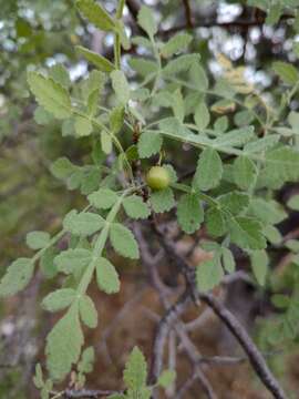 Image of Bursera filicifolia T. S. Brandegee