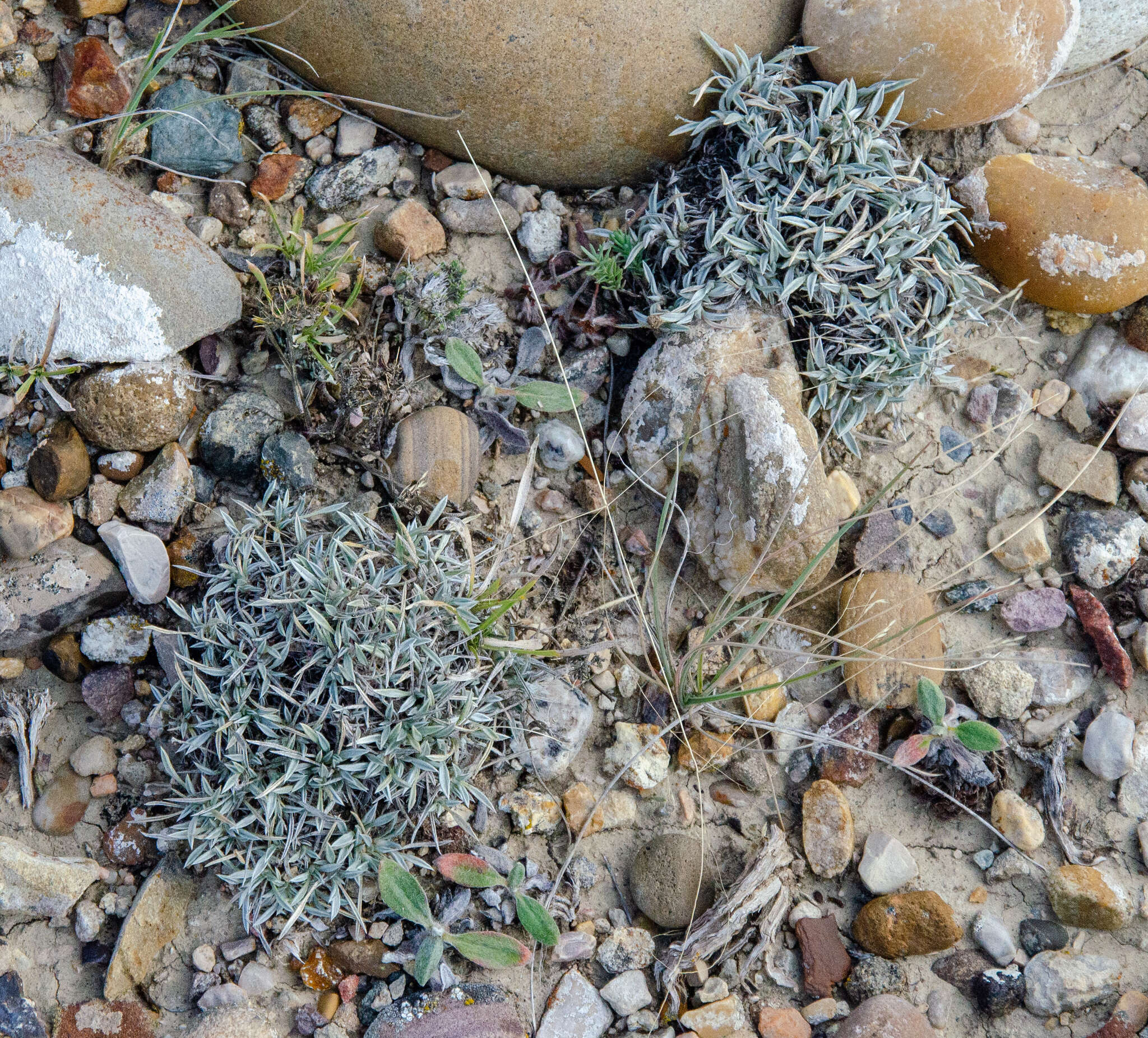 Imagem de Astragalus spatulatus Sheldon