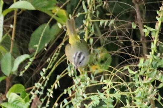 Image of Three-banded Warbler