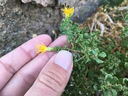 Image of cliff goldenbush