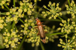 Image of Rhagonycha fulva