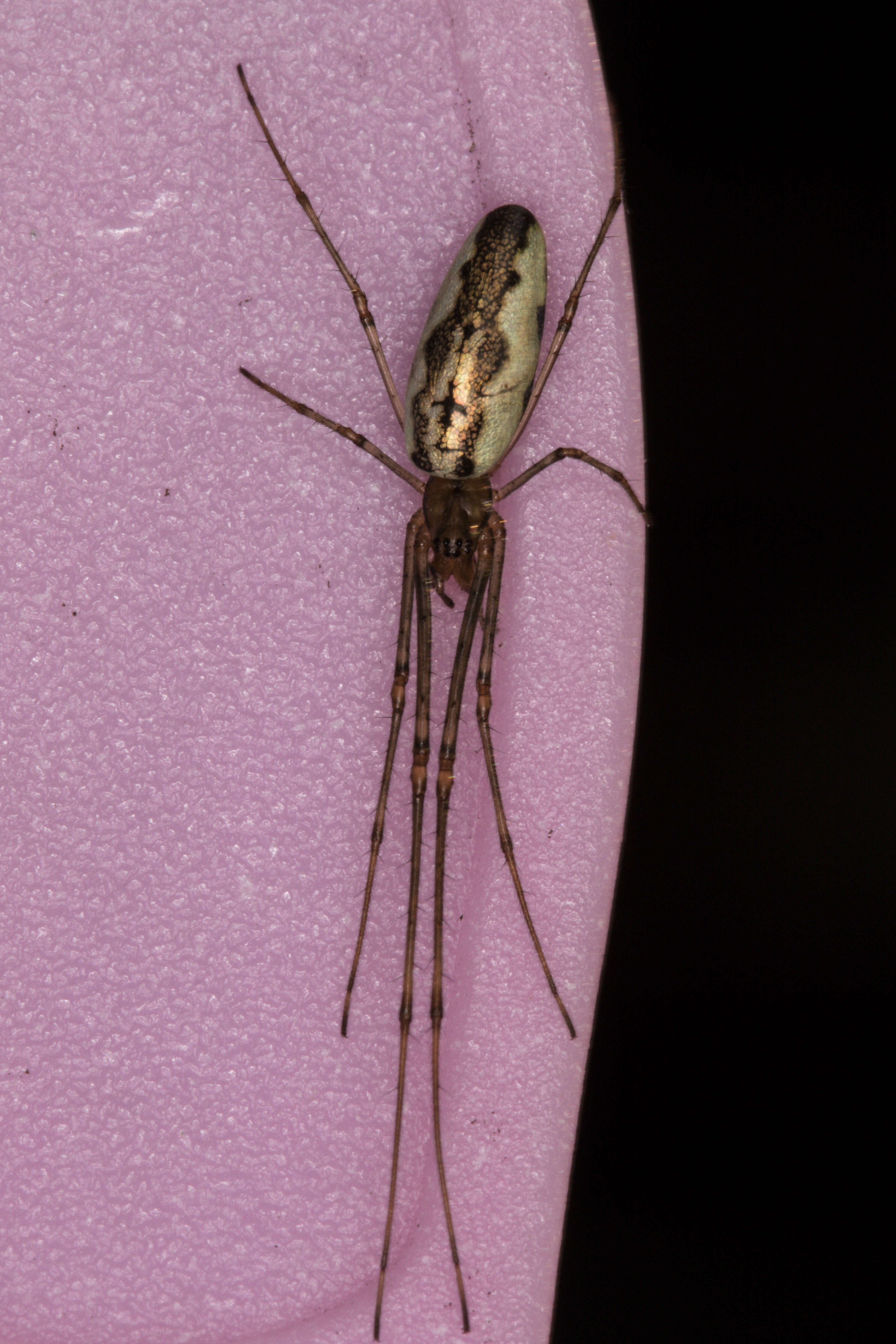 Image of Tetragnatha montana Simon 1874