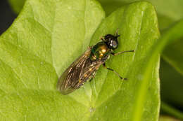 Sivun Chloromyia formosa (Scopoli 1763) kuva